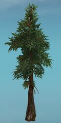 Typical Drizzlewood Coast Tree.jpg