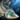 Snook