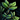 Thyme Leaf.png