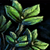 Thyme Leaf.png