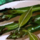 Bowl of Asparagus and Sage Salad.png