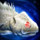Albino Blindfish.png