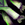 Leek.png