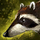 Mini Rockfur Racoon.png