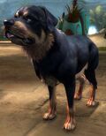 Rottweiler.jpg