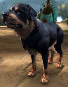 Rottweiler.jpg