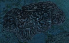 Ruined Reef.jpg