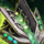 Scientific Focus.png