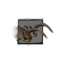 Juvenile Whiptail Devourer.png