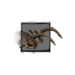 Juvenile Whiptail Devourer.png