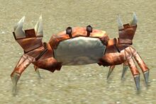 Tropical Crab (combat).jpg