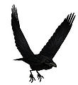 User Izzyzen cp2gw1raven.jpg