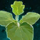 Germinate Pumpkins.png