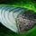Malodorous Mucus.png