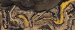 Mottled Canyon Griffon Egg map.jpg