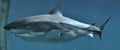 Shark.jpg