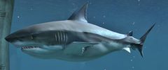 Shark.jpg