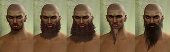 Human male facial hair 2.jpg