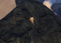 Thumbnail for version as of 07:59, 11 October 2020