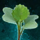 Germinate Cabbage.png