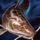 Jundia.png