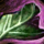 Orchid Epaulets.png