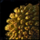 Dry Pinecone.png