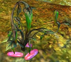 Hatched Chili Pepper Bush.jpg