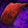 Order of Shadows Intel Report.png