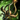 Crimson Antique Spire.png