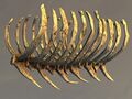 Primordial Leviathan Rib Cage.jpg
