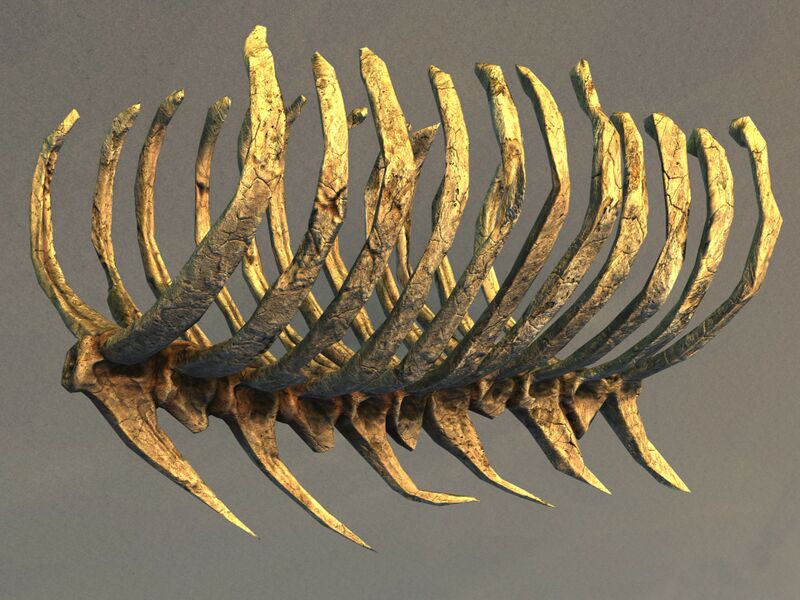 File:Primordial Leviathan Rib Cage.jpg