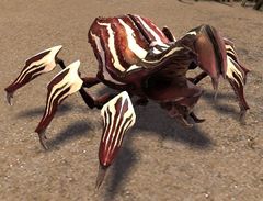 Striped Scarab.jpg