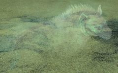 Ghostly Spotted Hyena.jpg