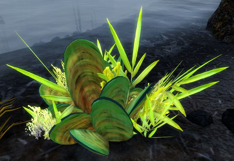File:Mussels.jpg