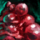 Bowl of Cherry Pie Filling.png