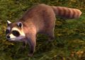 Raccoon.jpg