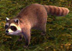 Raccoon.jpg