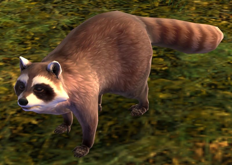 File:Raccoon.jpg