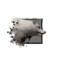 Juvenile Alpine Wolf.png