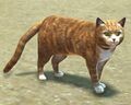 Orange Tabby Cat.jpg