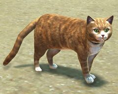 Orange Tabby Cat.jpg