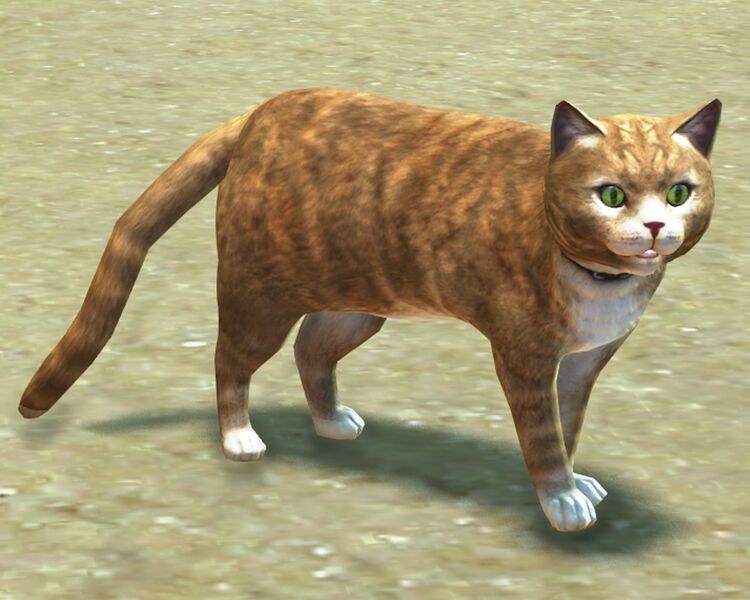 File:Orange Tabby Cat.jpg