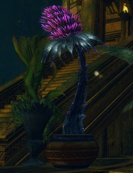 File:Potted Night Thistle.jpg