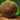 Roller Beetle Treat.png