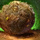 Roller Beetle Treat.png