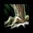 Thump (mossheart).png