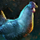 Chicken Pelt.png