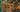 Craven Blight map.jpg