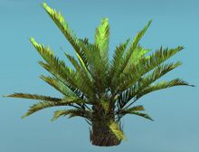 Island Fern (Large).jpg